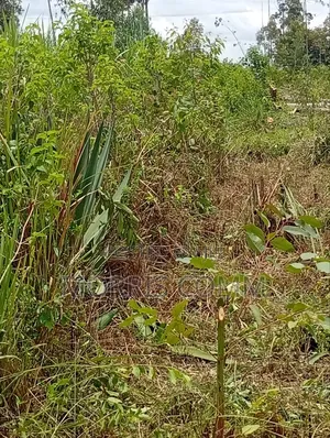 Prime Land for Sale at Ndhiwa Town