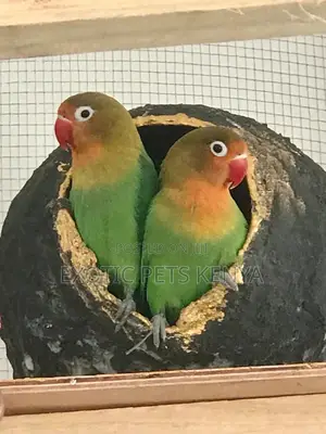 Fischer Red and Green Lovebirds