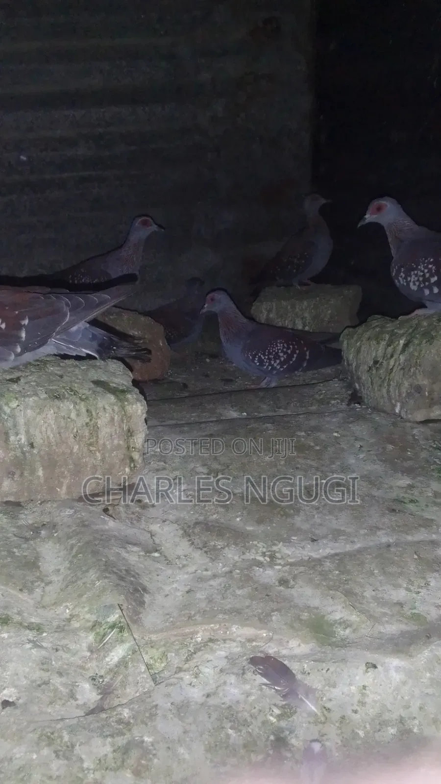 Rockpigeon