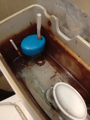 Bedbugs And Cockroach Eradication