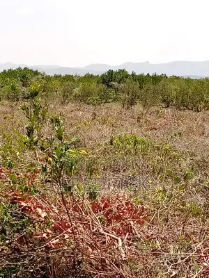 Daiga Gardens 1 Nanyuki