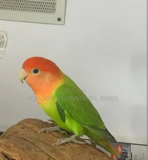 Love Birds