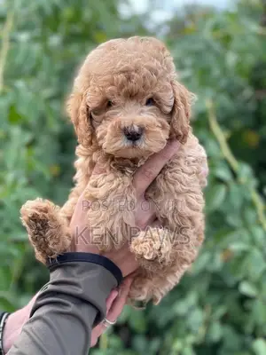 1-3 months Female Purebred Poodle