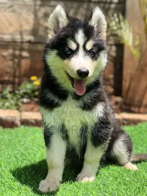1-3 months Male Purebred Siberian Husky