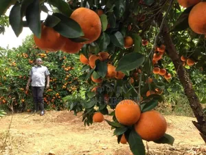 Fruit Tree Seedling