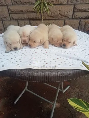 1-3 months Female Purebred Labrador Retriever