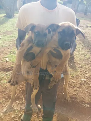1-3 months Male Mixed Breed Boerboel