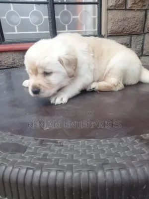 1-3 months Female Purebred Labrador Retriever