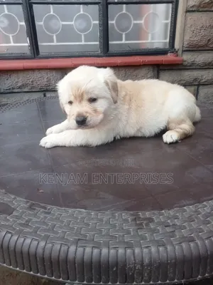 1-3 months Male Purebred Labrador Retriever