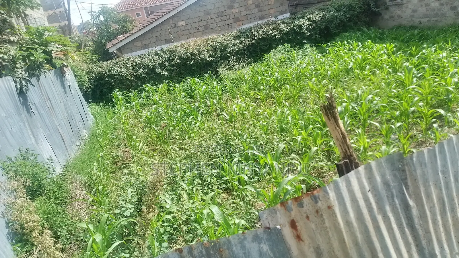 Police Line,Mwiki
