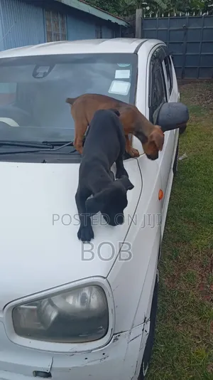 1-3 months Female Mixed Breed Boerboel