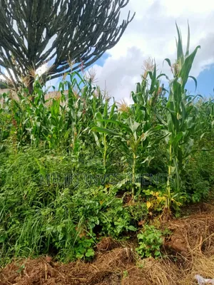 40 by 80 Ft on Sale at Kabati-Methi