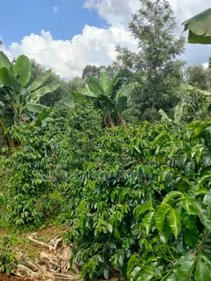 1 Acre Tea / Coffee Farm on Sale at Kigumo-Murang'A
