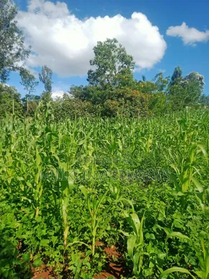 Half an Acre on Sale at Sabasaba-Gathuri