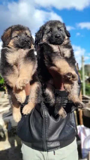 1-3 months Male Purebred German Shepherd