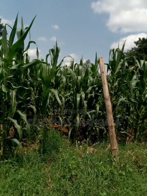 Land Plots for Sale