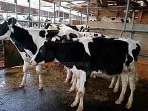 Dairy Cows