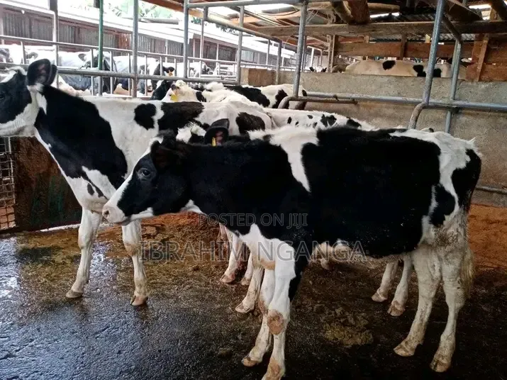 Dairy Cows