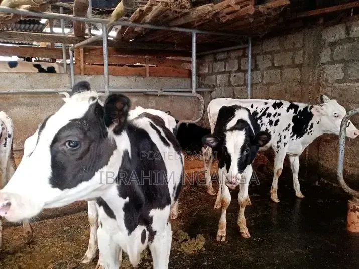 Dairy Cows