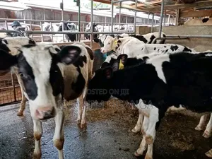 Dairy Cows