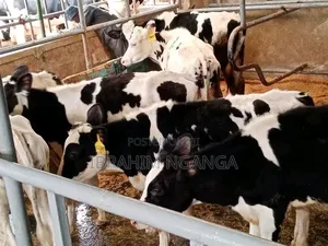 Dairy Cows