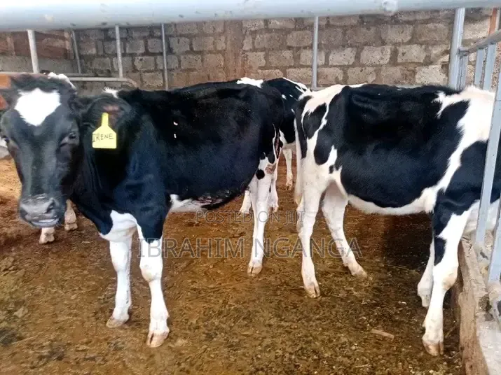 Dairy Cows