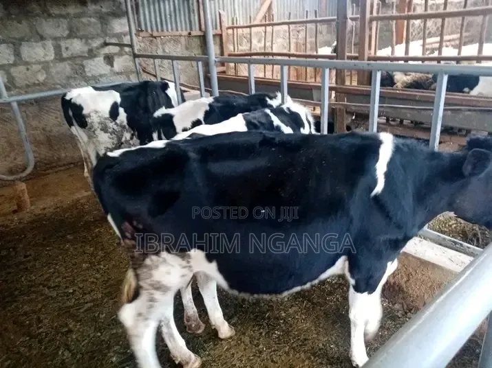 Dairy Cows