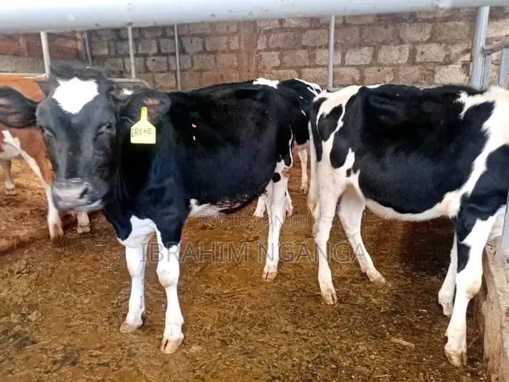 Dairy Cows