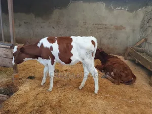 Calves for Sale