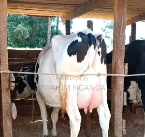 Lactating Cow