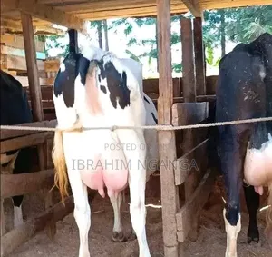 Lactating Cow