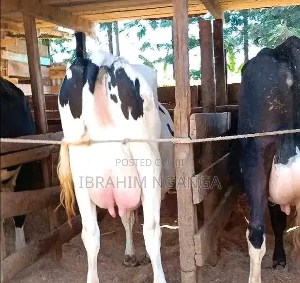 Lactating Cow