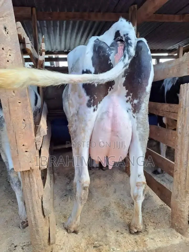 Lactating Cow
