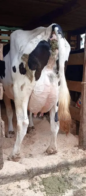 Lactating Cow