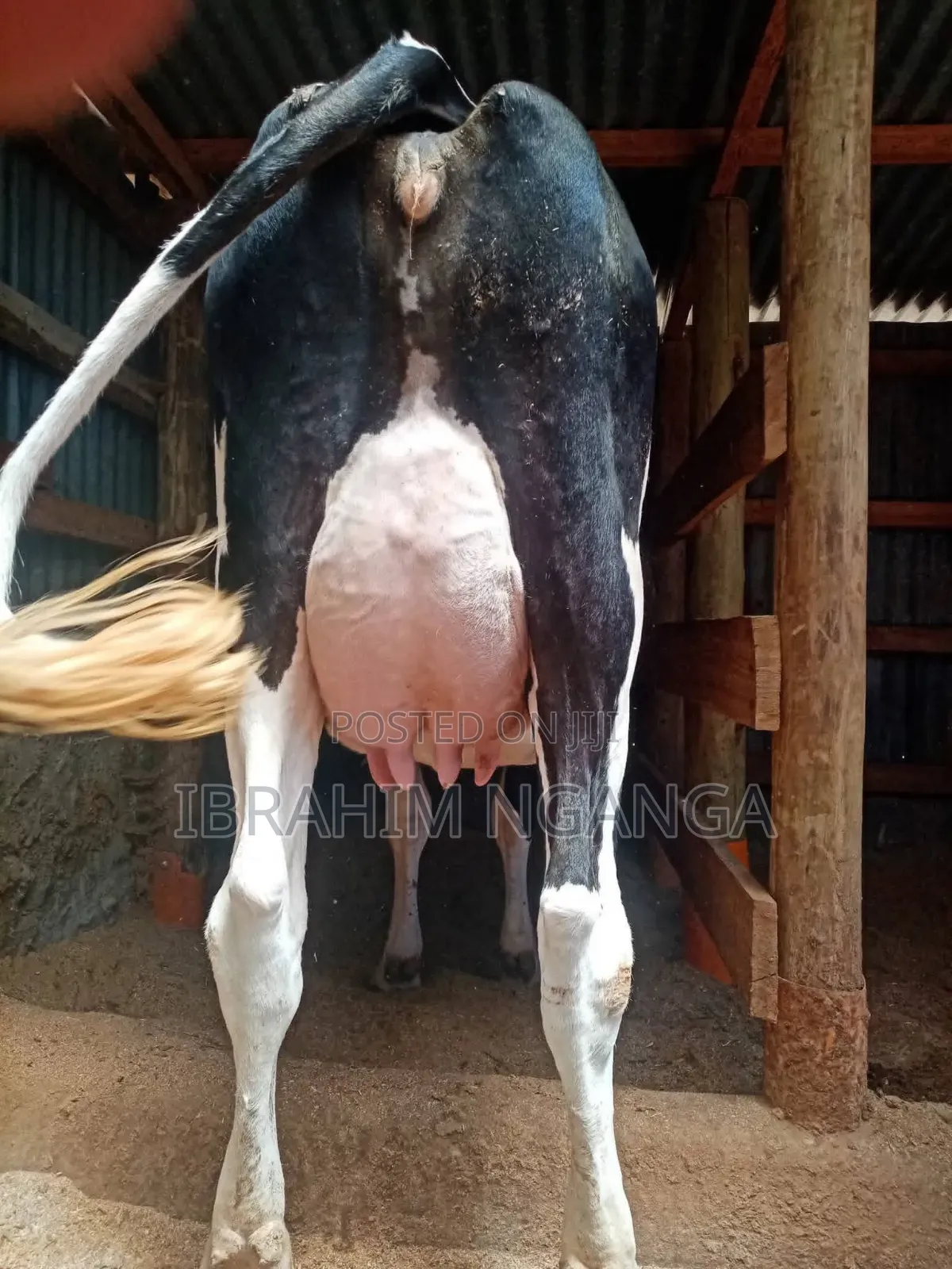 Lactating Cow