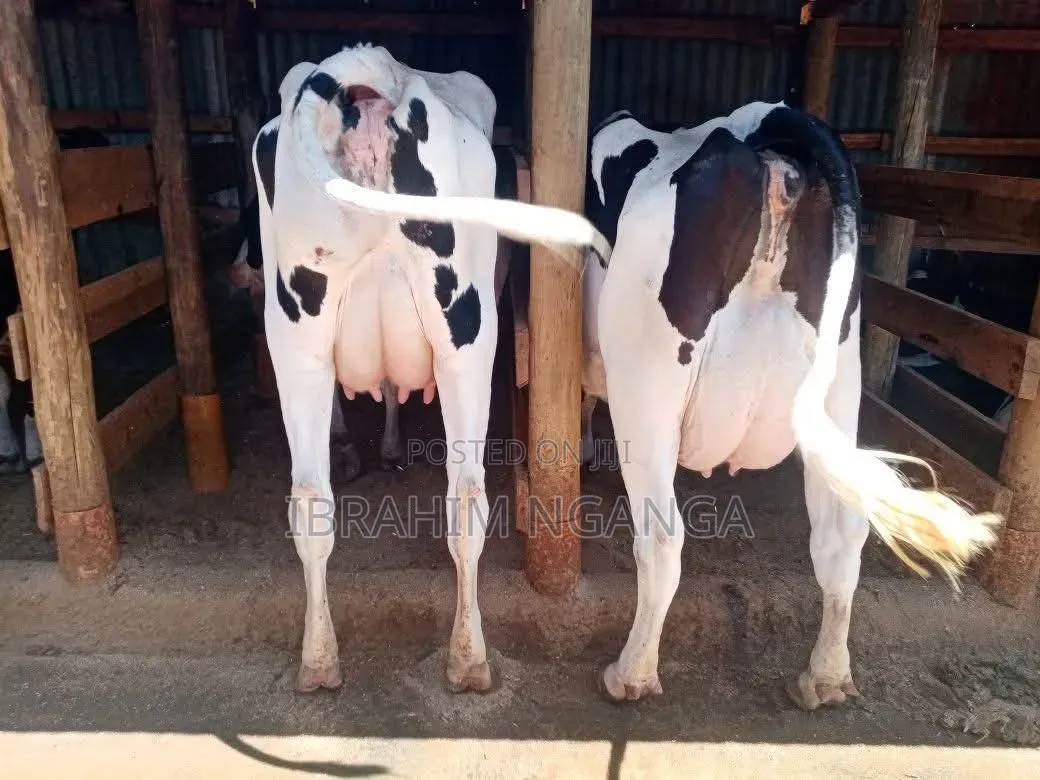 Lactating Cow