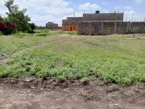 Juja Mastoo 50x100
