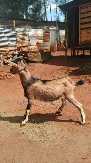 6 Months German Alpine Bucks for Sale