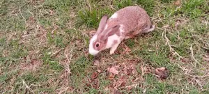 Rabbit on Sale
