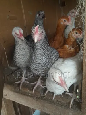 3 Weeks Old Chiks