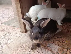 Fine Rabbit Breeds Flemish Giant, New Zealand White for Sale