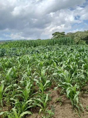 One Acre Land in Naivasha Mwichirigiri Near the School.