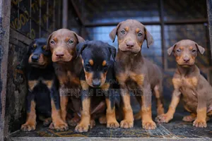 1-3 months Male Purebred Doberman Pinscher