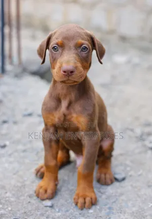 1-3 months Male Purebred Doberman Pinscher