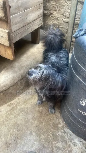 1+ year Male Purebred Havanese