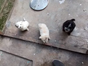 1-3 months Female Purebred Havanese