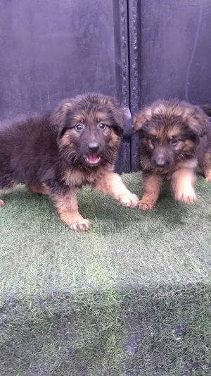1-3 months Male Purebred German Shepherd