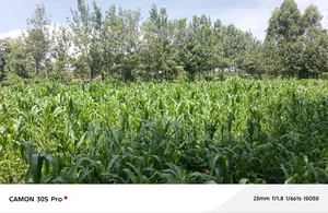 One Acre Musembe Kipkaren With Title