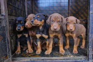 1-3 months Male Purebred Doberman Pinscher