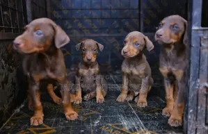 1-3 months Male Purebred Doberman Pinscher